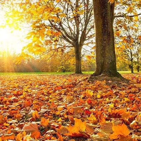 Fall Must Dos In Columbia SC