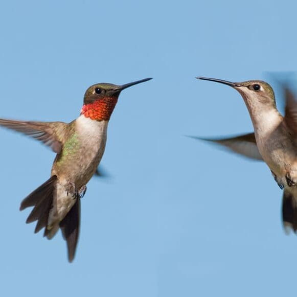 Backyard-Bliss-Lady-Street-Builders