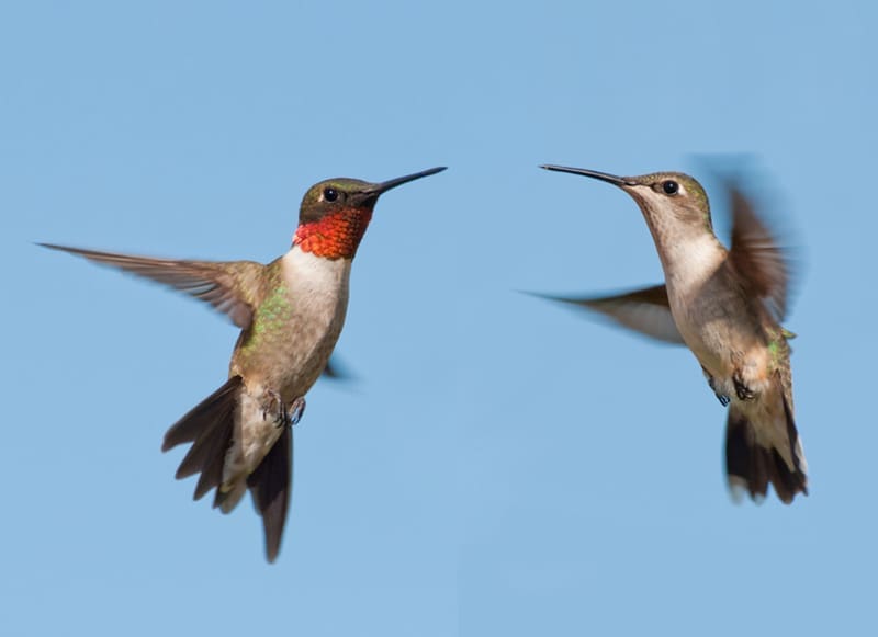 Backyard-Bliss-Lady-Street-Builders